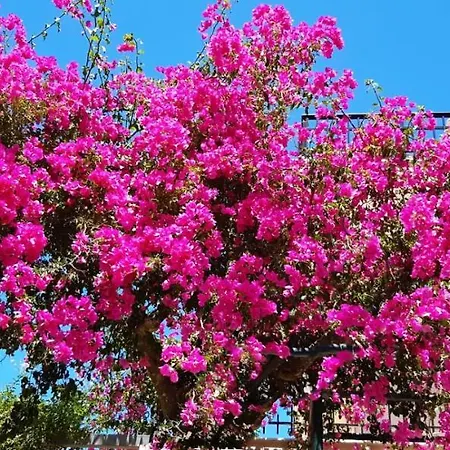 Fexulis & Appartamento Agios Nikolaos (Zakynthos)