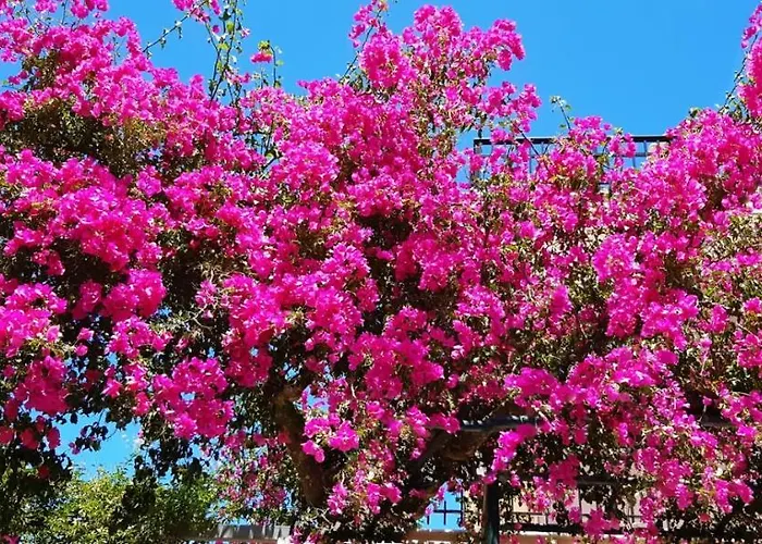 Fexulis & Apartamento Ágios Nikolaos